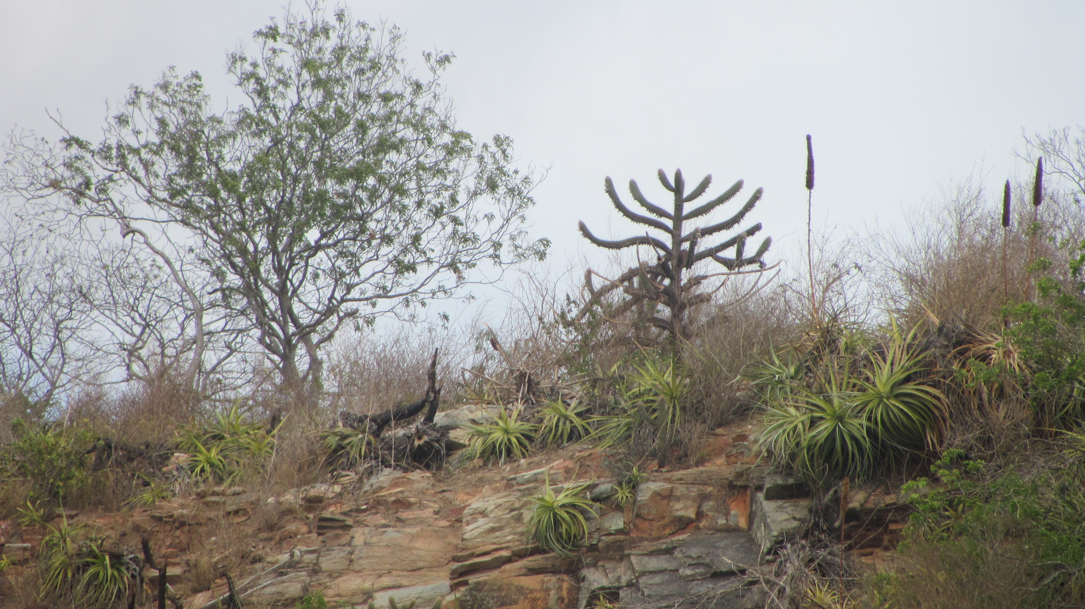Caatinga